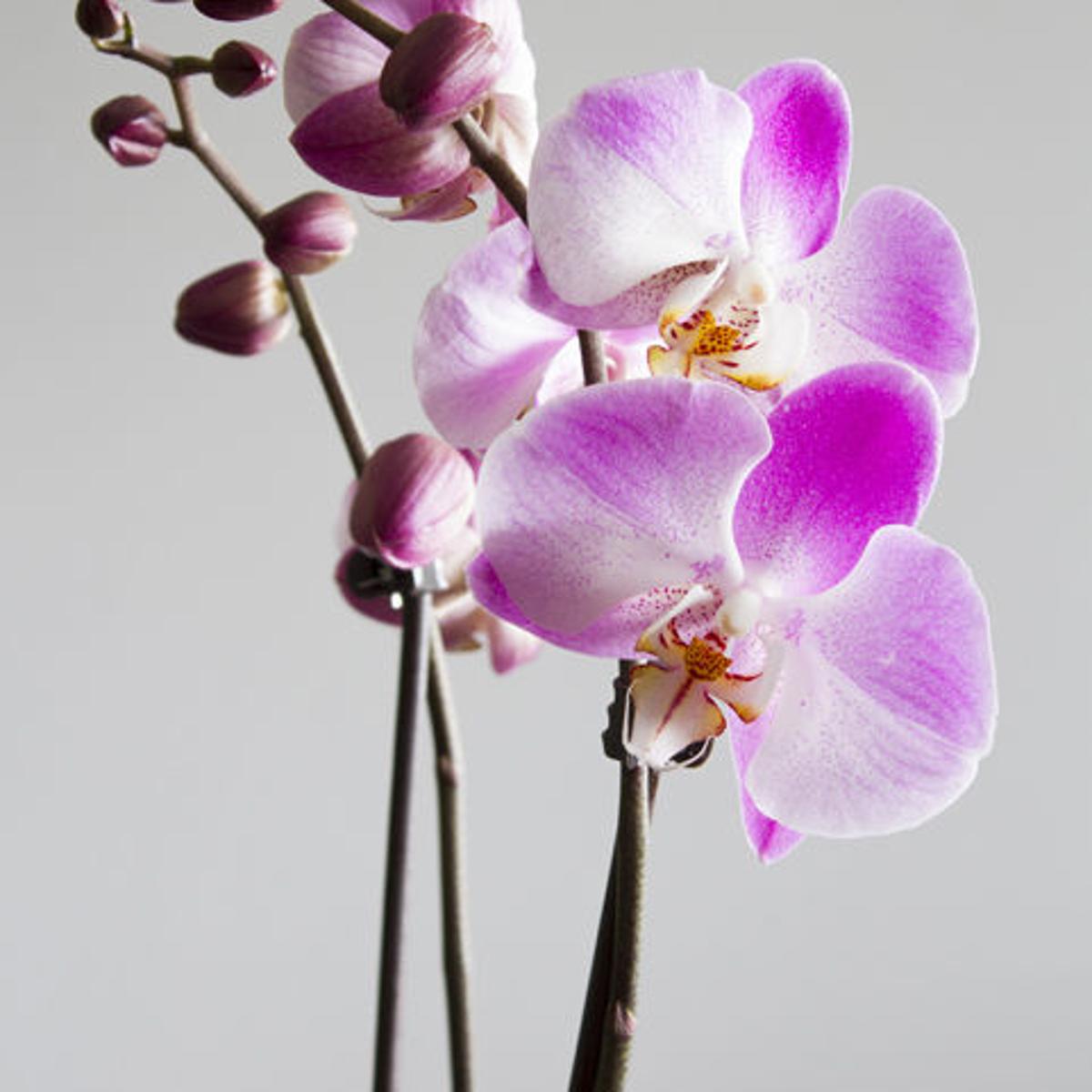 Dirty Fingernails What Are My Chances Of Keeping Miniature Orchids Alive Home Garden Ravallirepublic Com