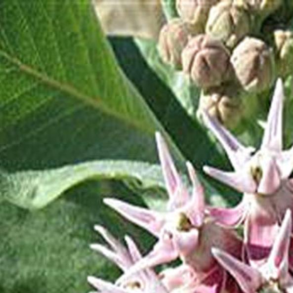 Showy Milkweed Important For Monarch Butterflies Home Garden Ravallirepublic Com