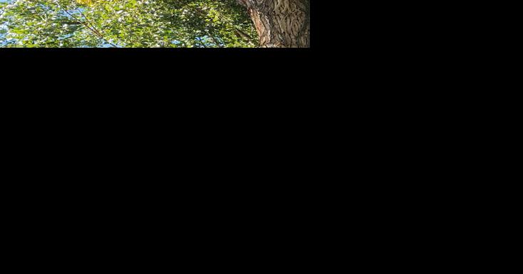 Bear activity picking up; bear euthanized in West Fork - Vimarsana News
