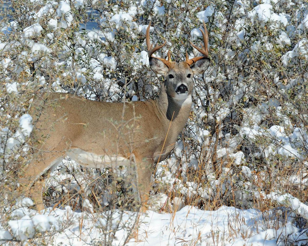 Wild protein