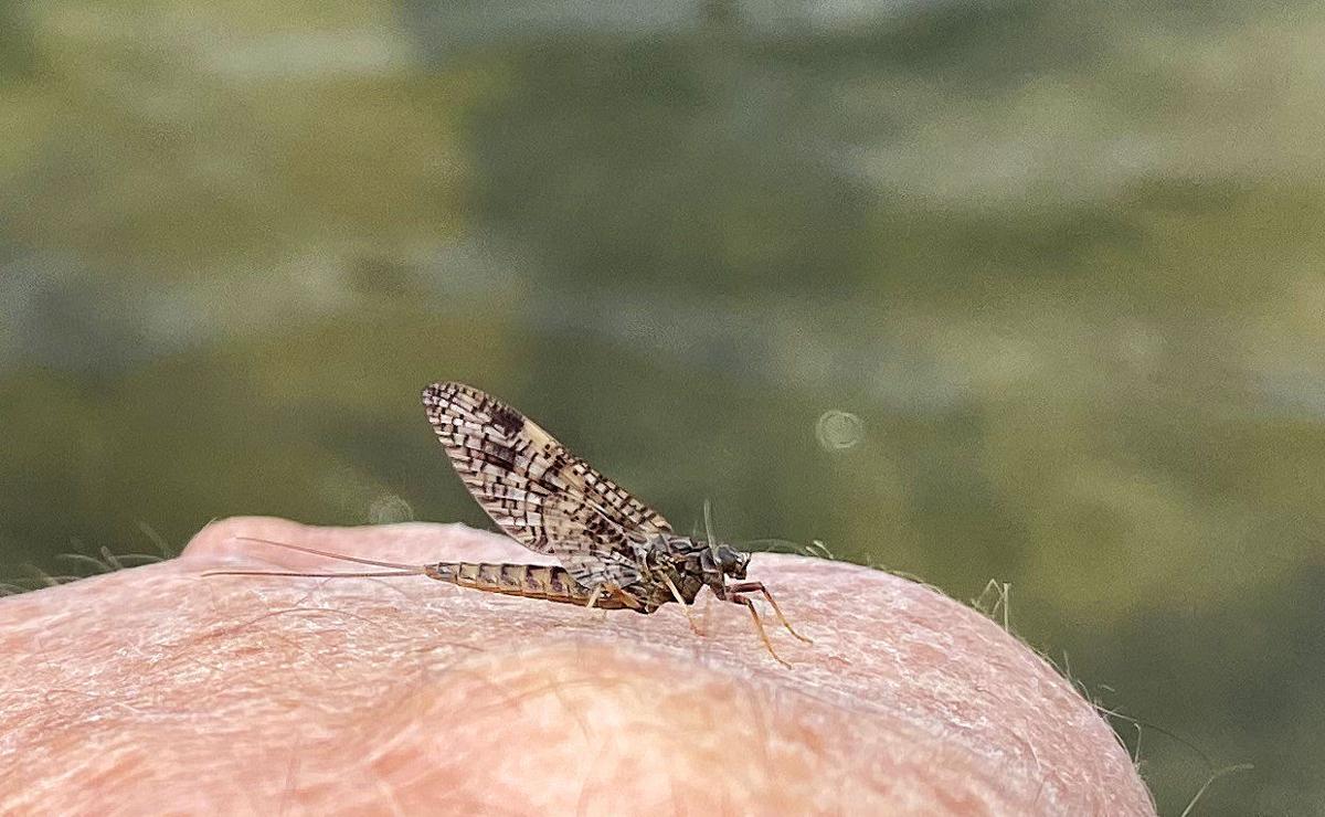 Mayfly