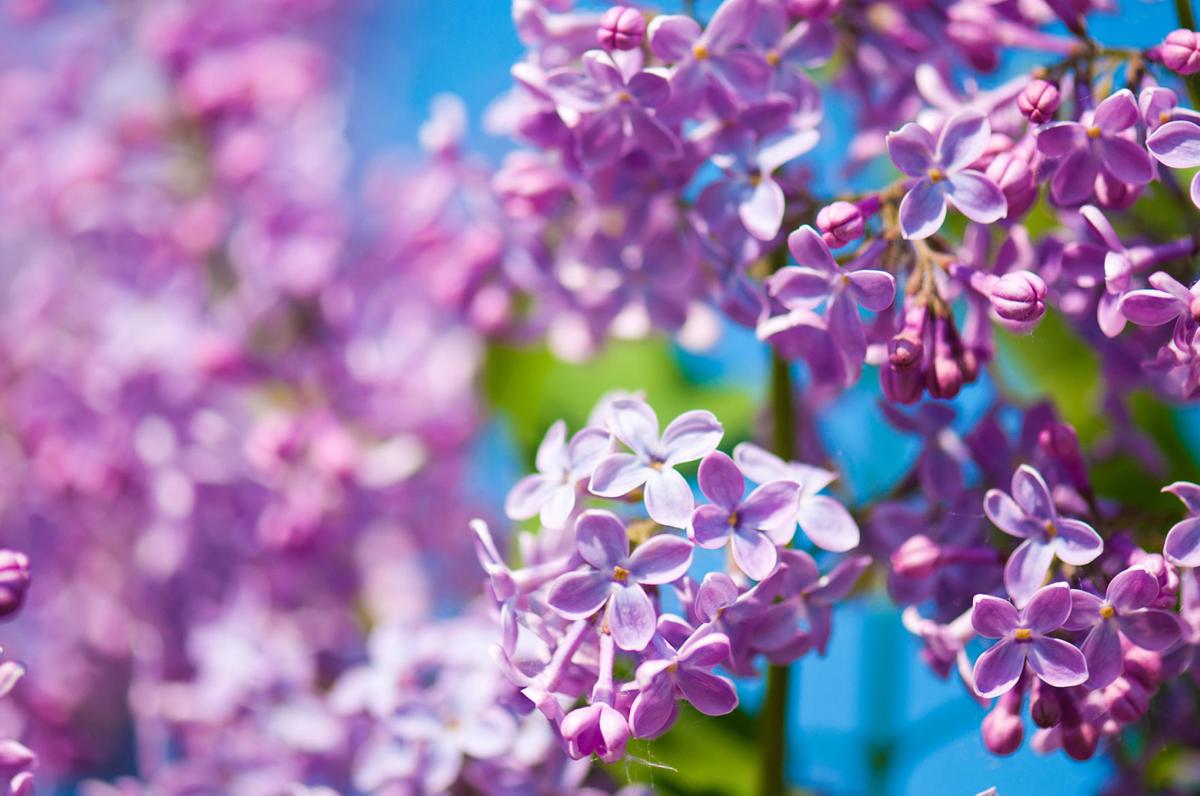 Dirty Fingernails Why Doesn T My Lilac Have Any Leaves Local News Ravallirepublic Com