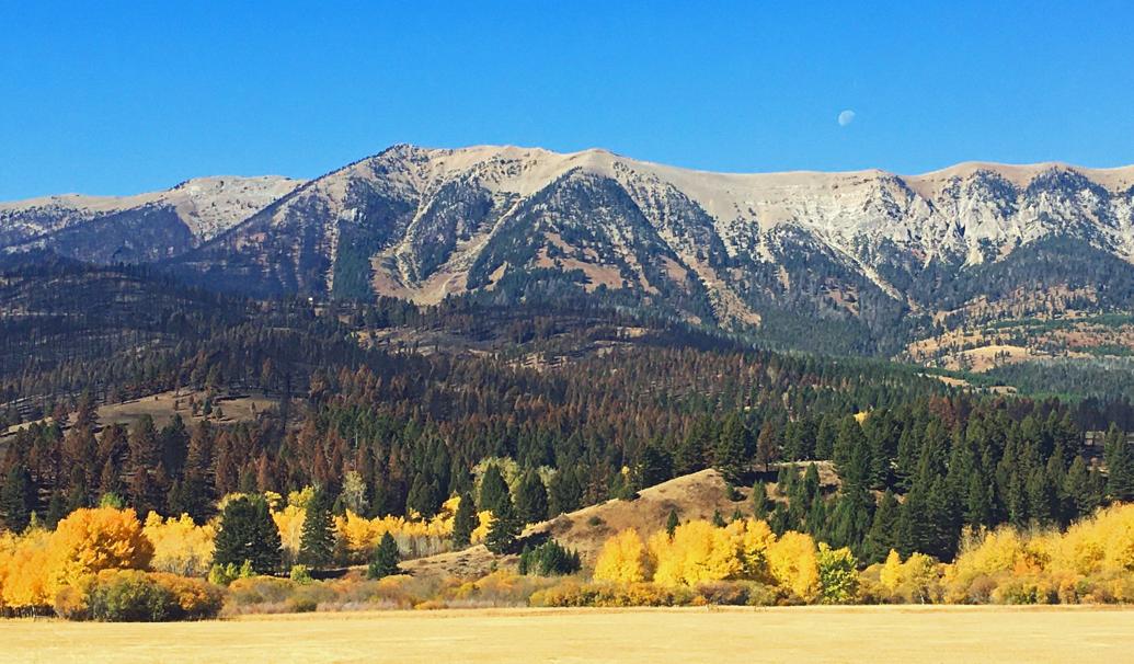 Bridger Mountains logging project set to launch Montana Untamed