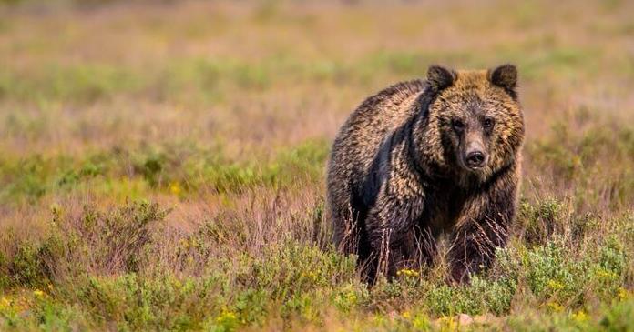 Rare grizzly bear sighting confirmed in Bears Paw Mountains - Vimarsana News