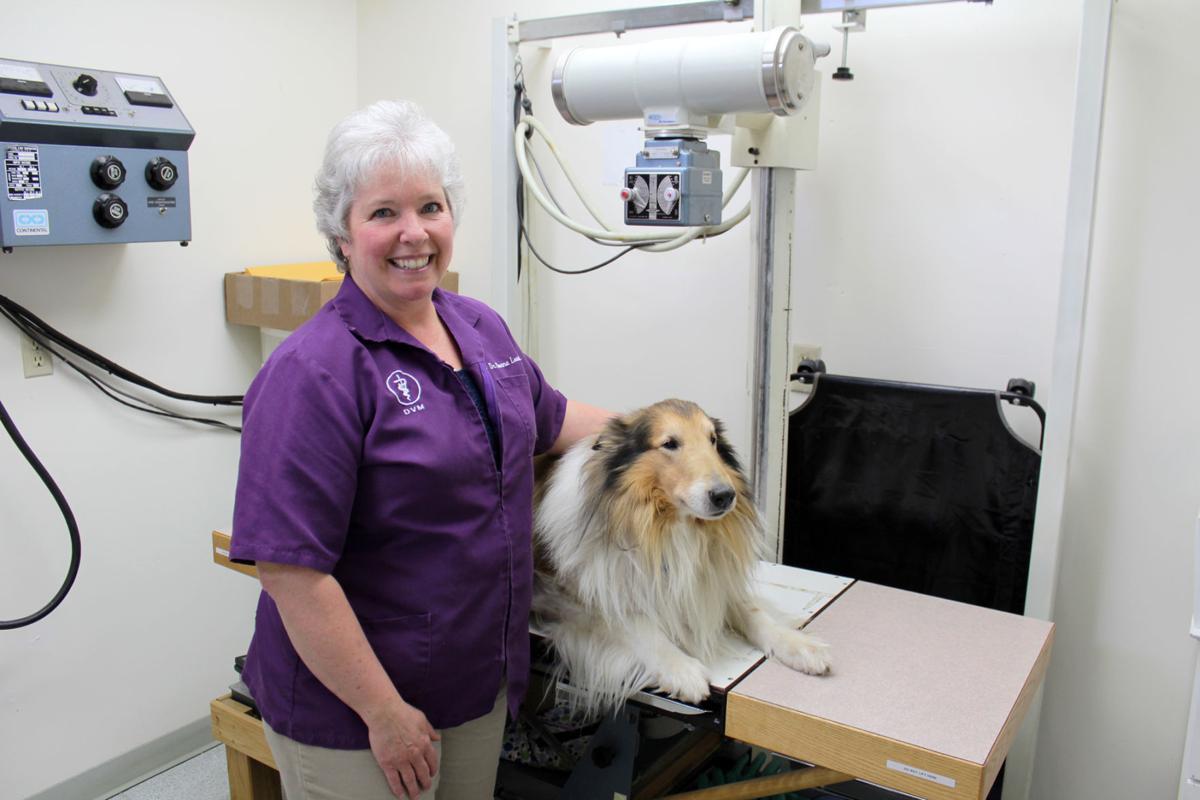 Love your pet Willow Mountain Veterinary Clinic provides complete care
