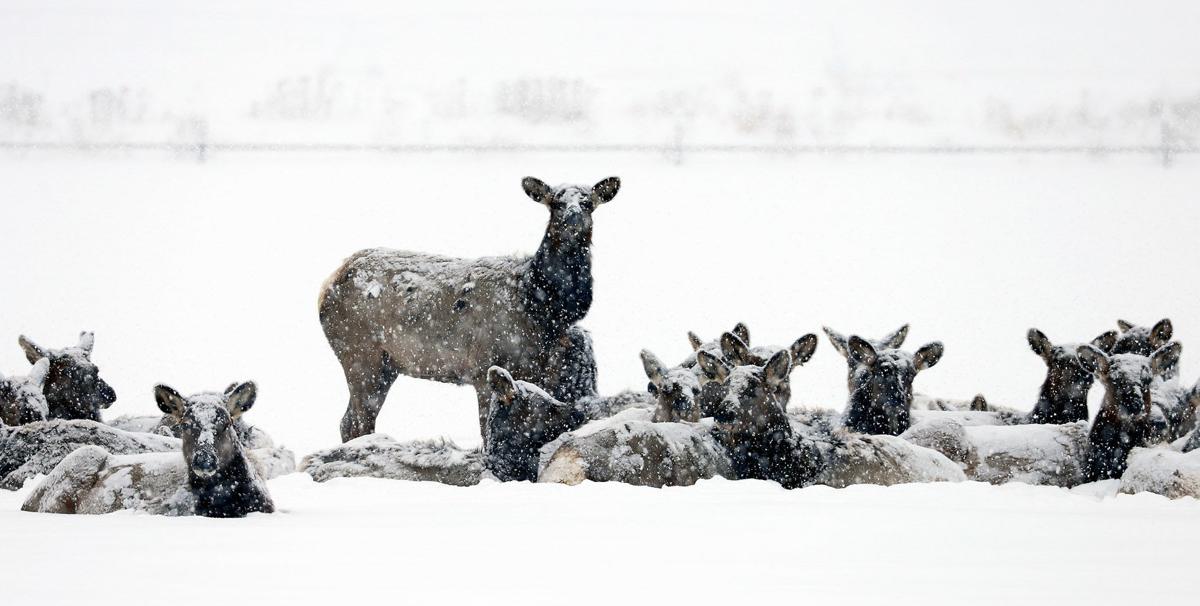 Snow and cold make for challenging big game opener