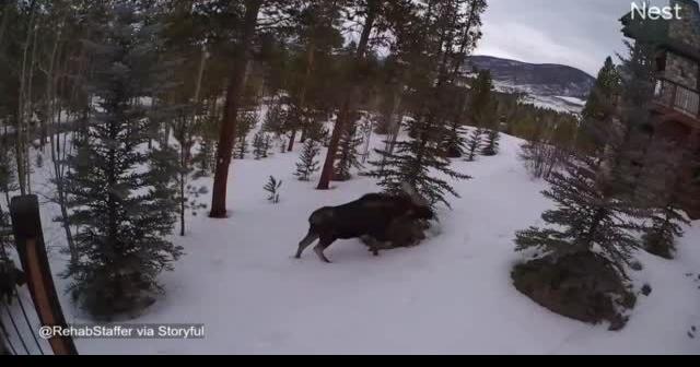 Moose Walk Along Snowy Colorado Landscape | National News | ravallirepublic.com - Ravalli Republic