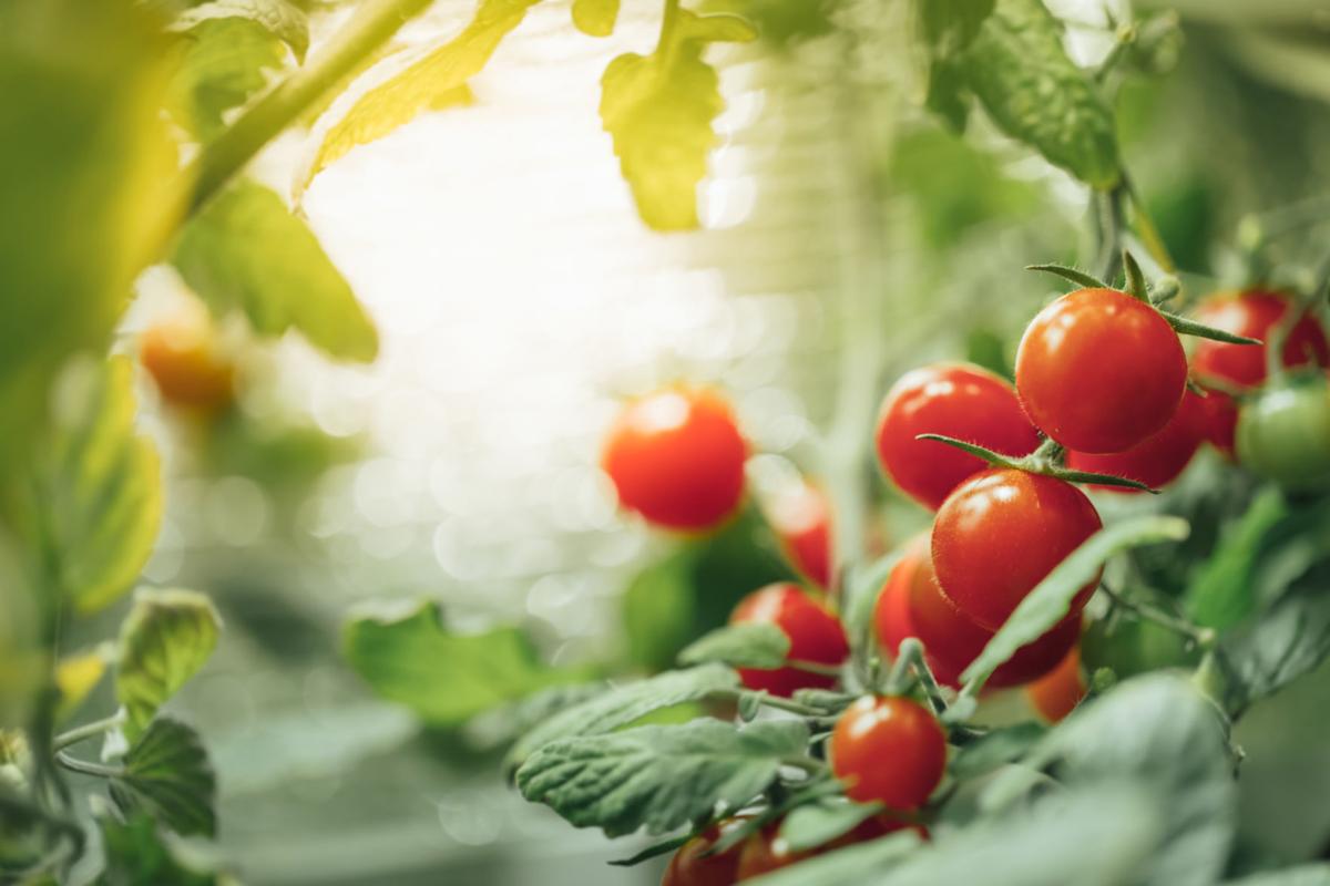 Dirty Fingernails Here S How To Grow Tomatoes Indoors Home And Ripe Cherry Tomatoes Bush With Artificial Grow Light