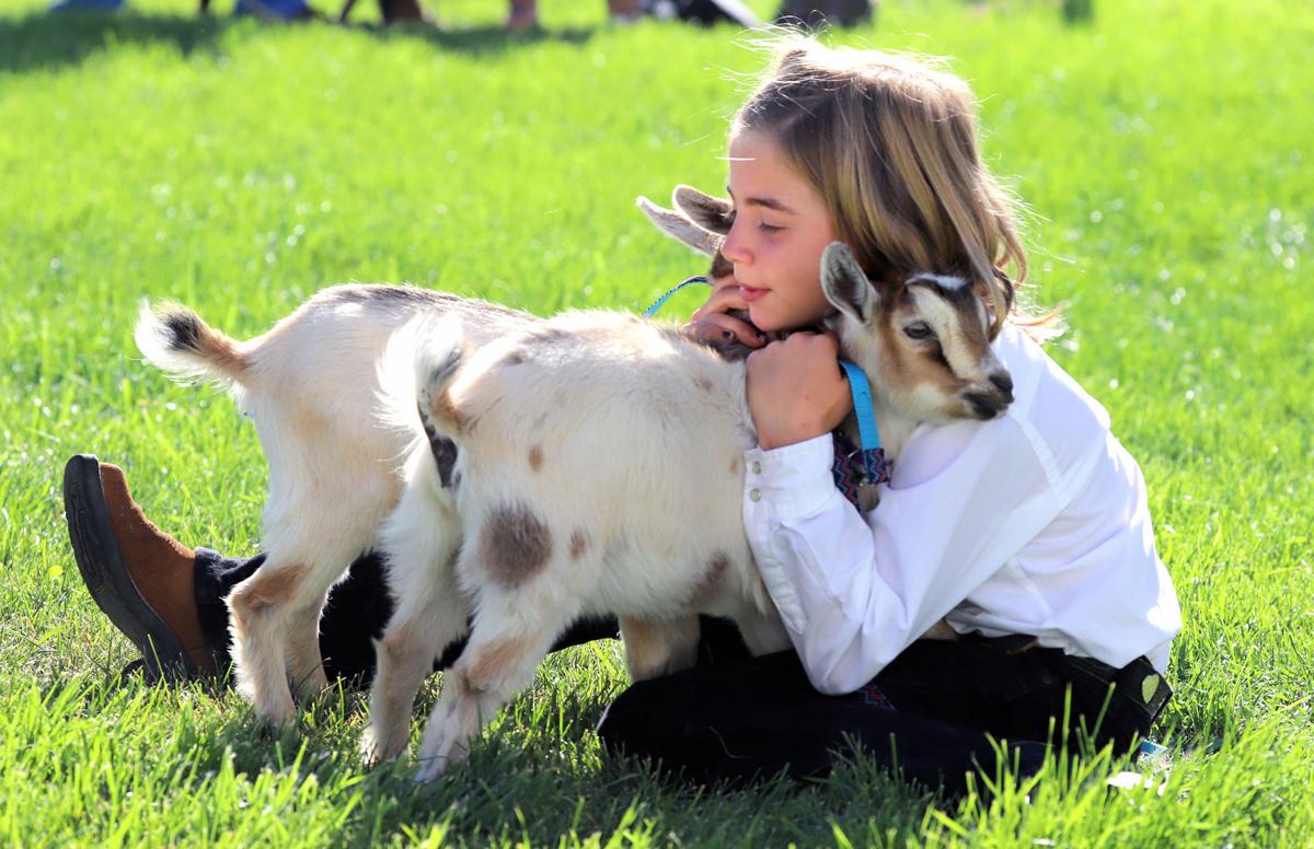 Ravalli County 4-H, FFA participants prepare for auction, shows