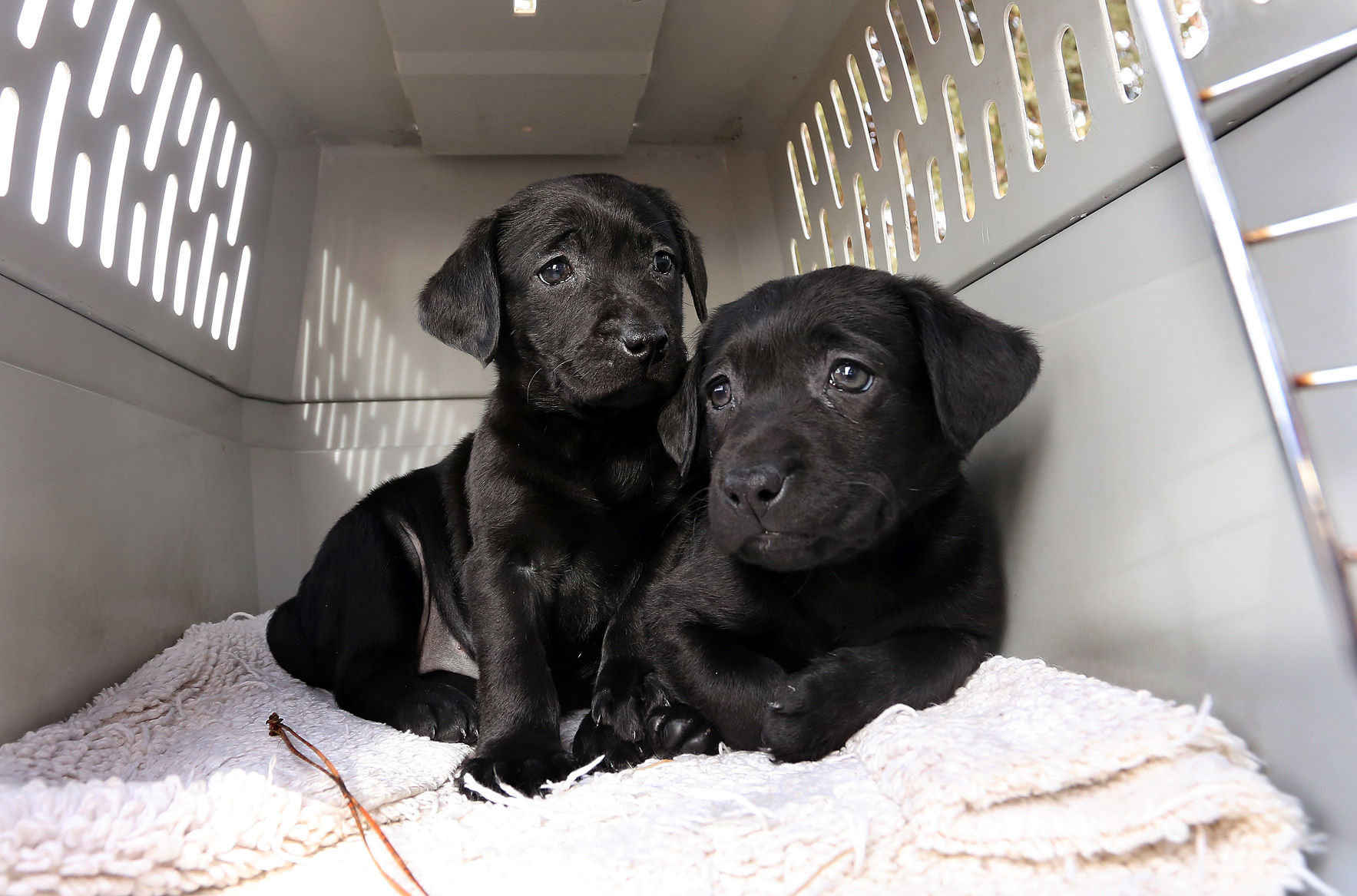 bitterroot animal shelter