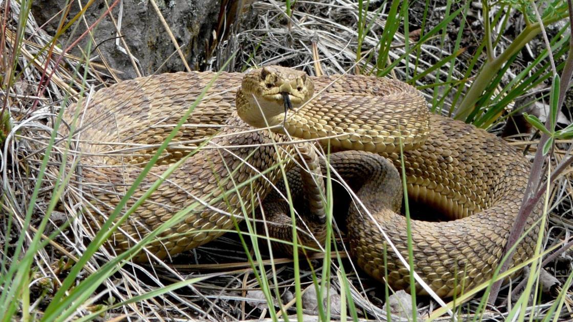 Rattlesnake Reports In Missoula Area Increase As Summer Warms