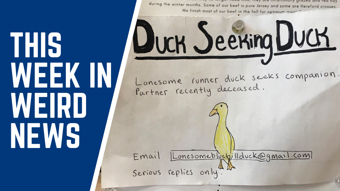 Duck Dating Ad Seeks Match For Man S Grieving Bird And More Of This Week S Weirdest News News Ravallirepublic Com