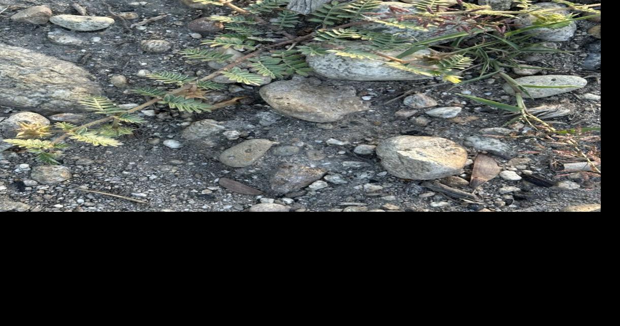 Invasive puncturevines found in Montana's Bitterroot Valley