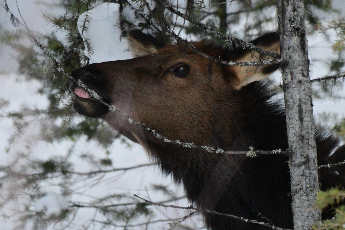 Get Outside Add Coats But Leave The Sheds Alone Montana Untamed
