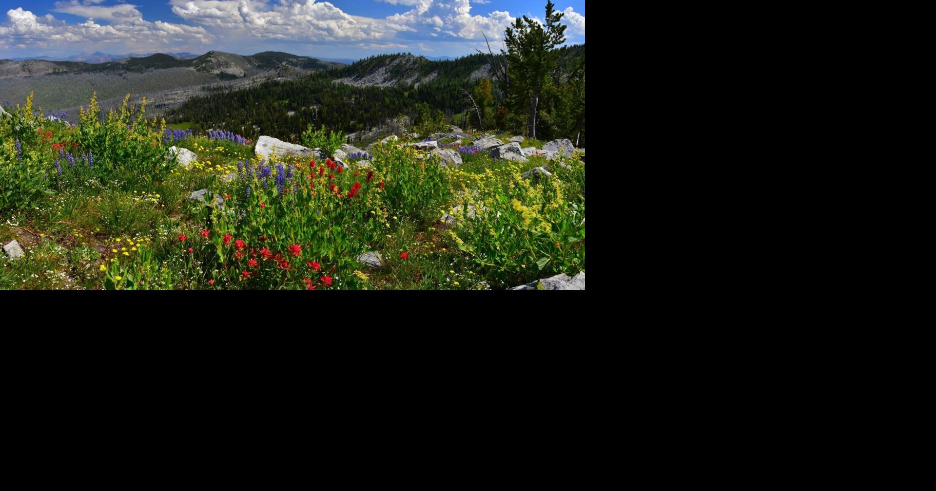 Bitterroot logging and fuels reduction project can proceed, judge rules