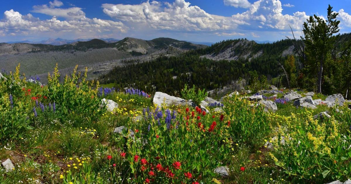 Bitterroot logging and fuels reduction project can proceed, judge rules