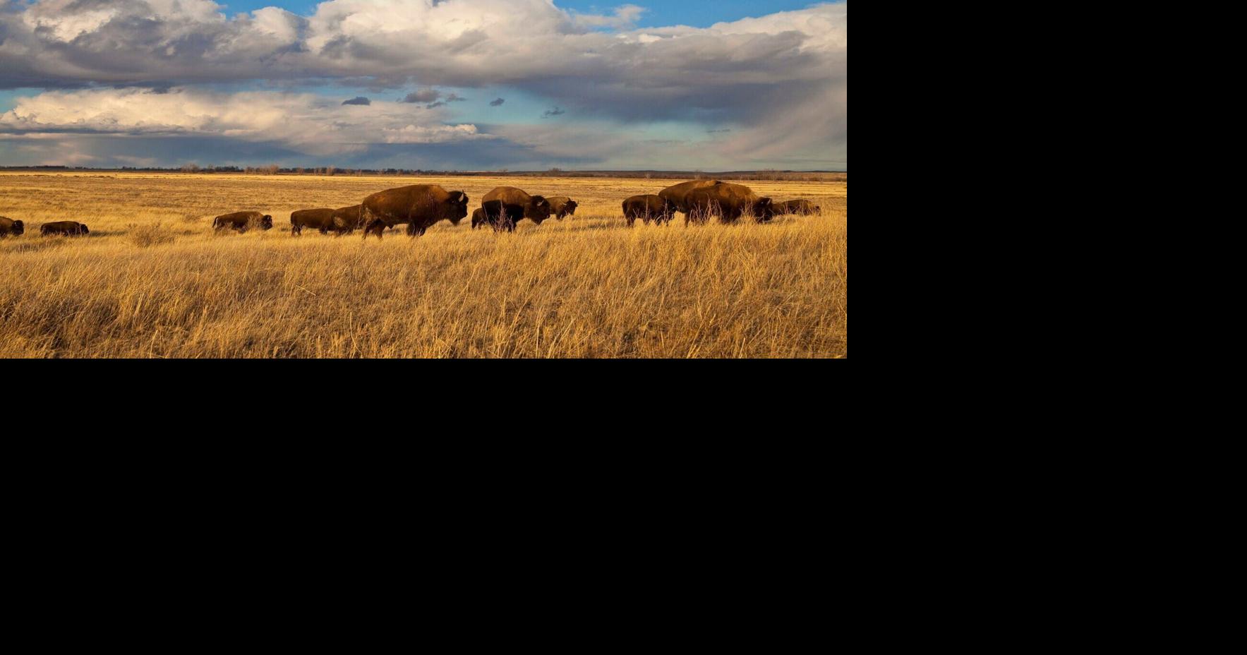 American Prairie sues state Land Board over bison grazing directive