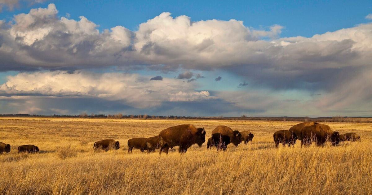 American Prairie sues state Land Board over bison grazing directive