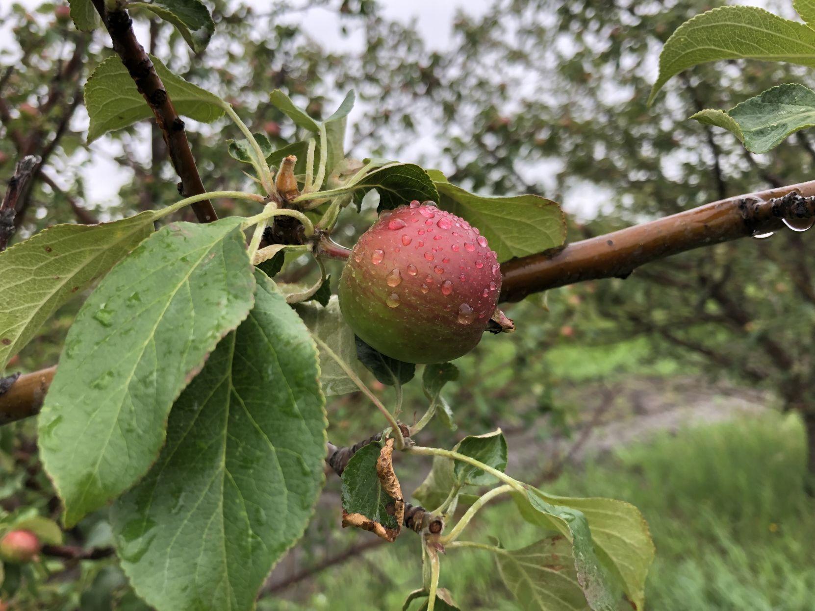 Codling Moth Control Spray Window Opening June 10th Local News