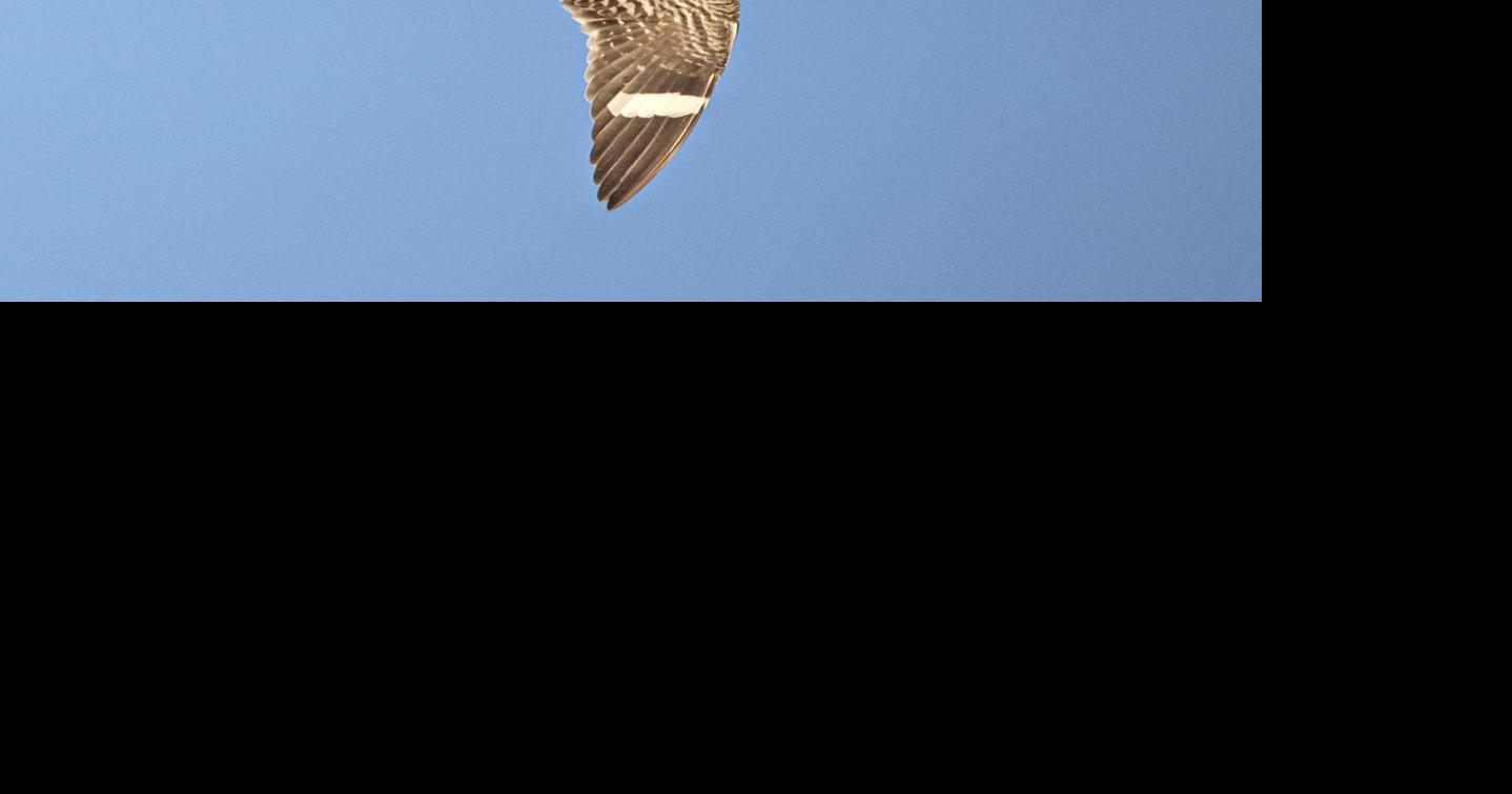 From the Teller: What’s that noise? It’s a goatsucker!