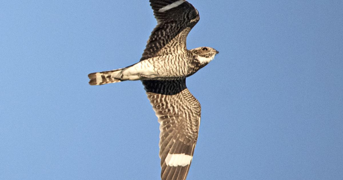 From the Teller: What’s that noise? It’s a goatsucker!