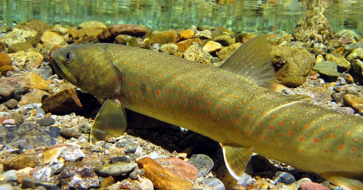 Northwest Montana rivers, streams running historically low - Vimarsana News