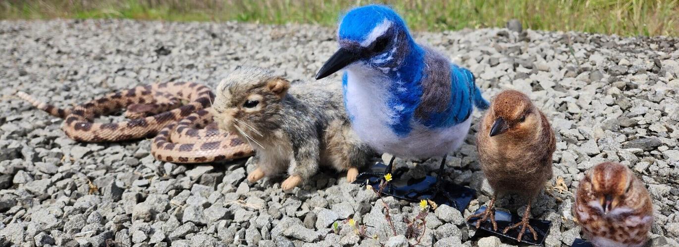 Unfamiliar with rattlesnakes, blackbirds still avoided striking them while defending nests