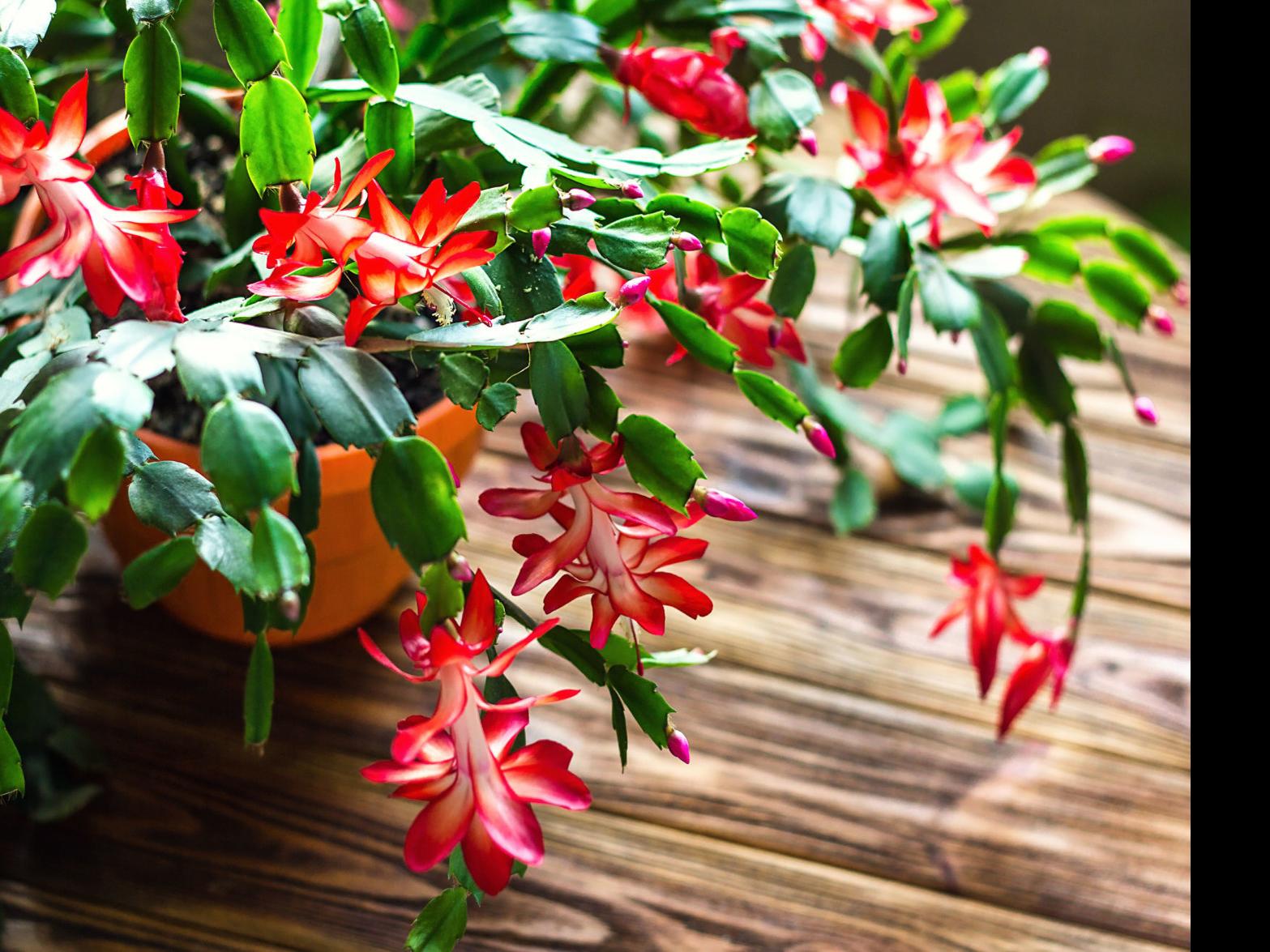 Dirty Fingernails Some Tips To Get The Best Out Of A Christmas Cactus Local News Ravallirepublic Com