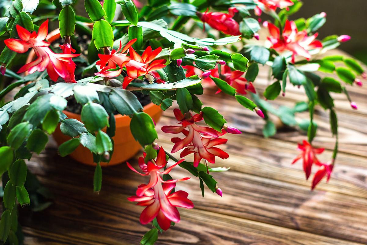 Dirty Fingernails Some Tips To Get The Best Out Of A Christmas Cactus Local News Ravallirepublic Com