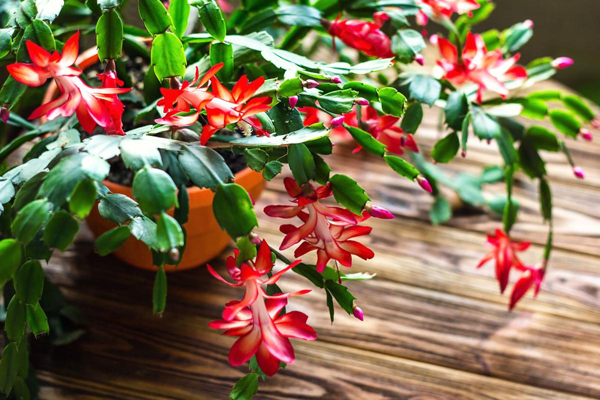 Dirty Fingernails: How mistletoe came to become a Christmas favorite