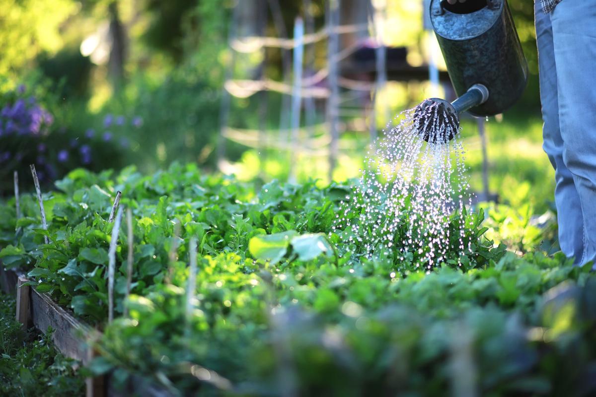 Dirty Fingernails Bindweed Can Be Challenging To Eradicate Local News Ravallirepublic Com