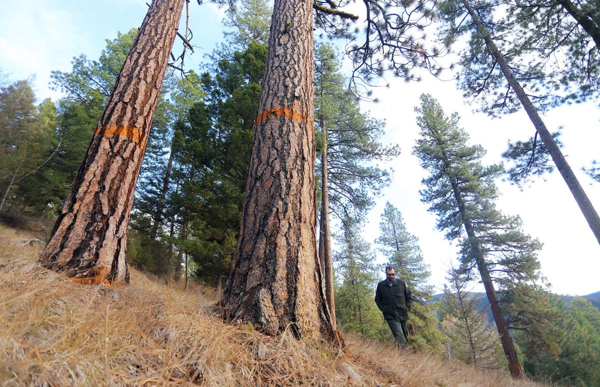 Bitterroot Forest releases updated Gold Butterfly proposal