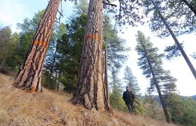 Bitterroot Forest releases updated Gold Butterfly proposal