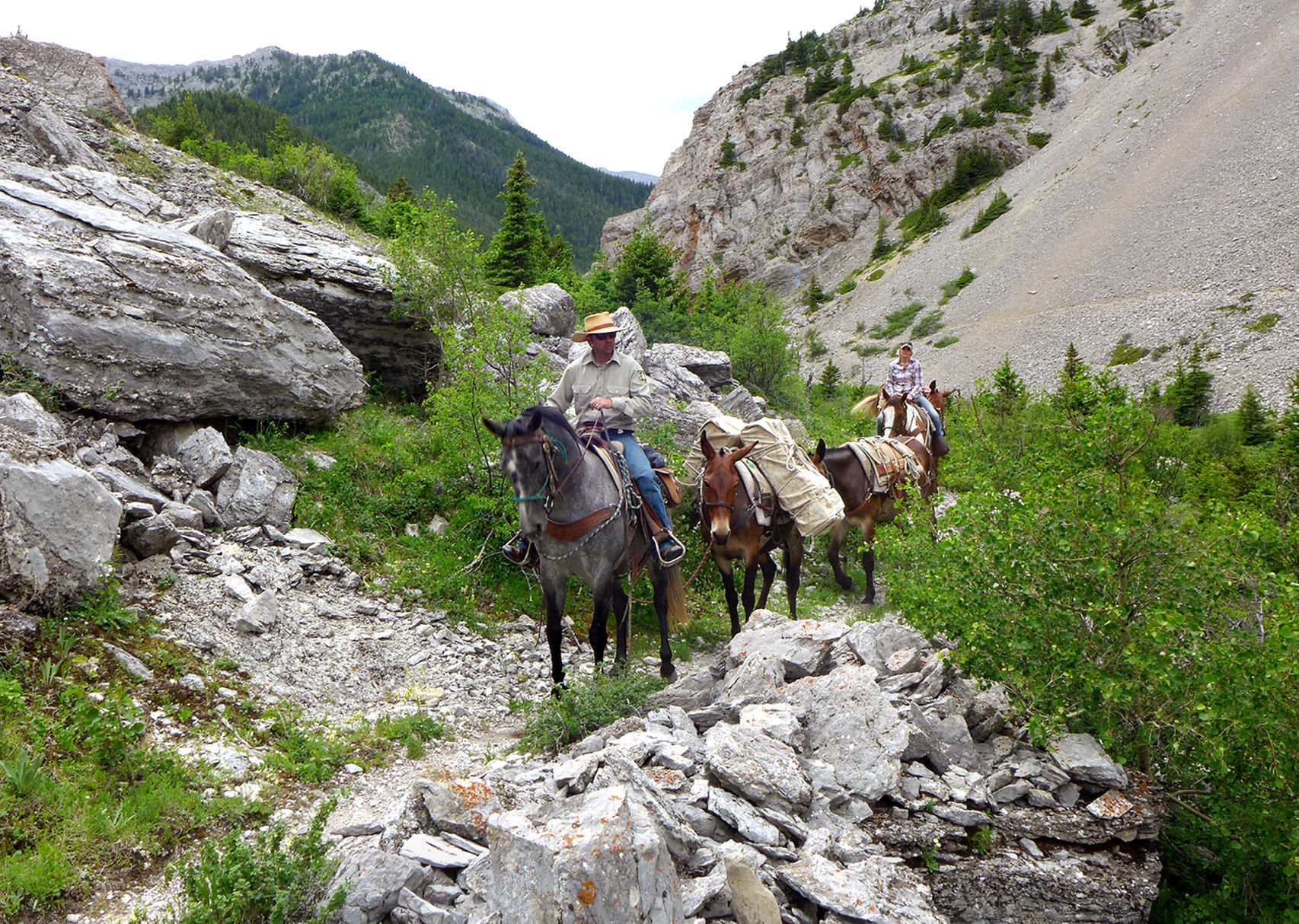 Learning the ropes: Novice mule packer puts training to work