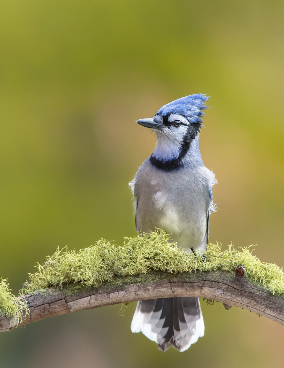 Blue Jay Sighting A Happy Surprise At Teller Refuge Local News Ravallirepublic Com