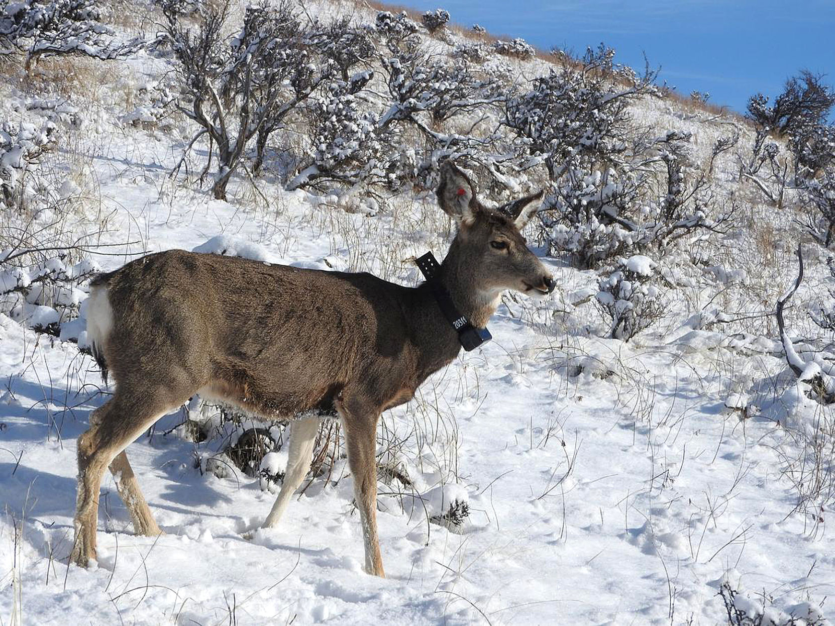deer in crosshairs deer in crosshairs