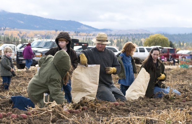 Potato Gleaning Community Service Opportunity