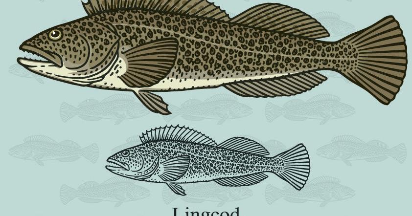 Fishing report: Streamers, heavy rod best when fishing for lingcod