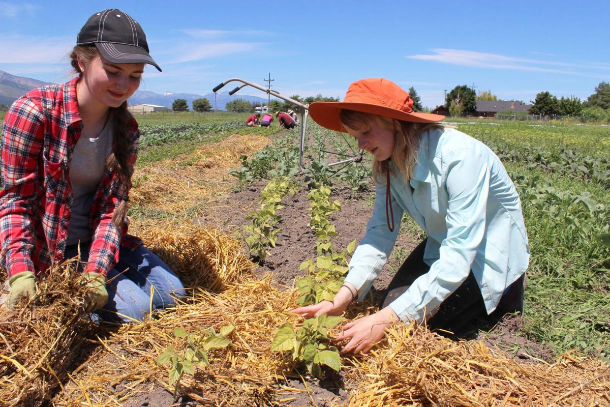 Cultivating Connections Homestead Organics Farm seeks donations for