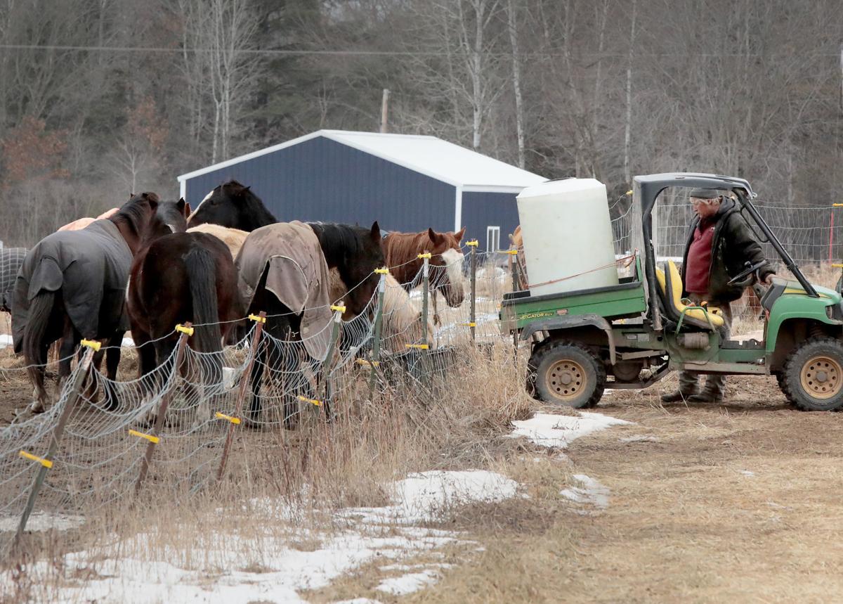 Horse deaths