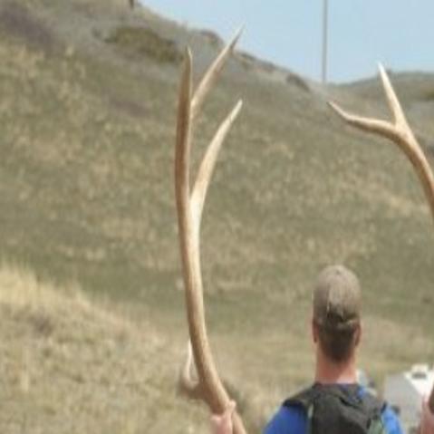 Extra Antlers Set Out For Hunters At Blackfoot Clearwater Range
