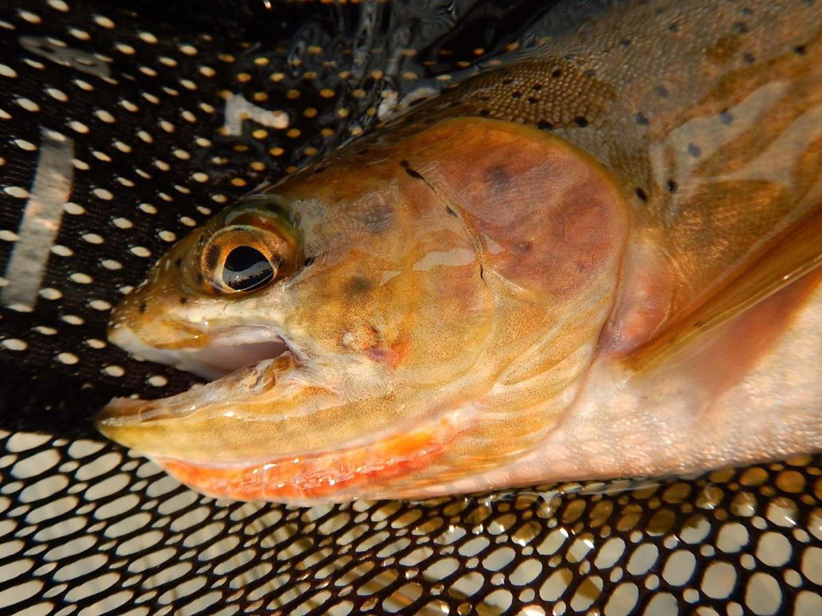 Hamilton Fly Shop Owner Proposes A Different Type Of Regulation On West Fork Local News Ravallirepublic Com