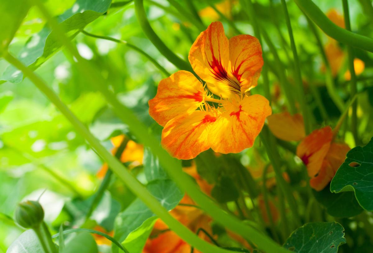 Not known Incorrect Statements About When To Plant Nasturtium Seeds Uk