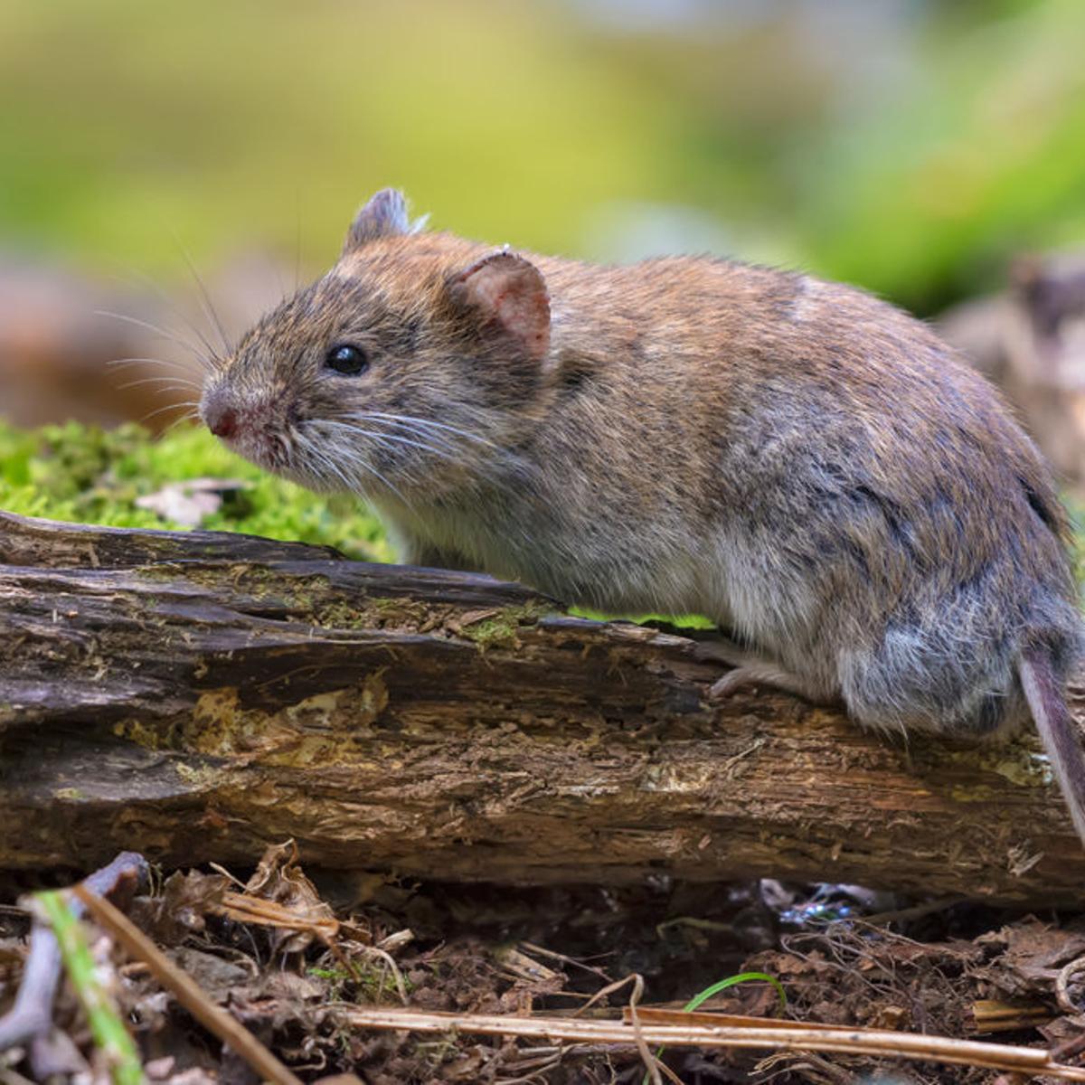 Dirty Fingernails Vole Control A Never Ending Battle Local News Ravallirepublic Com Dirty Fingernails Vole Control A Never Ending Battle Local News Ravallirepublic Com