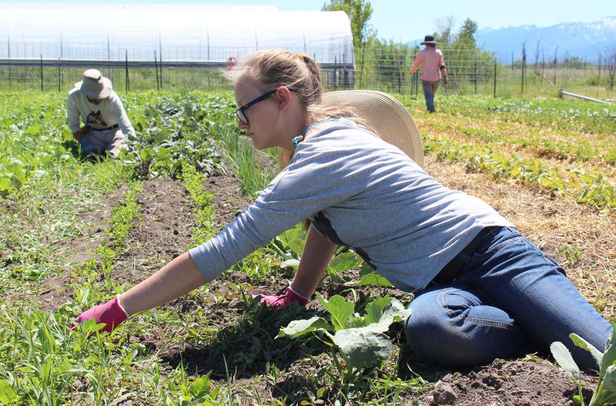 Cultivating Connections Homestead Organics Farm seeks donations for