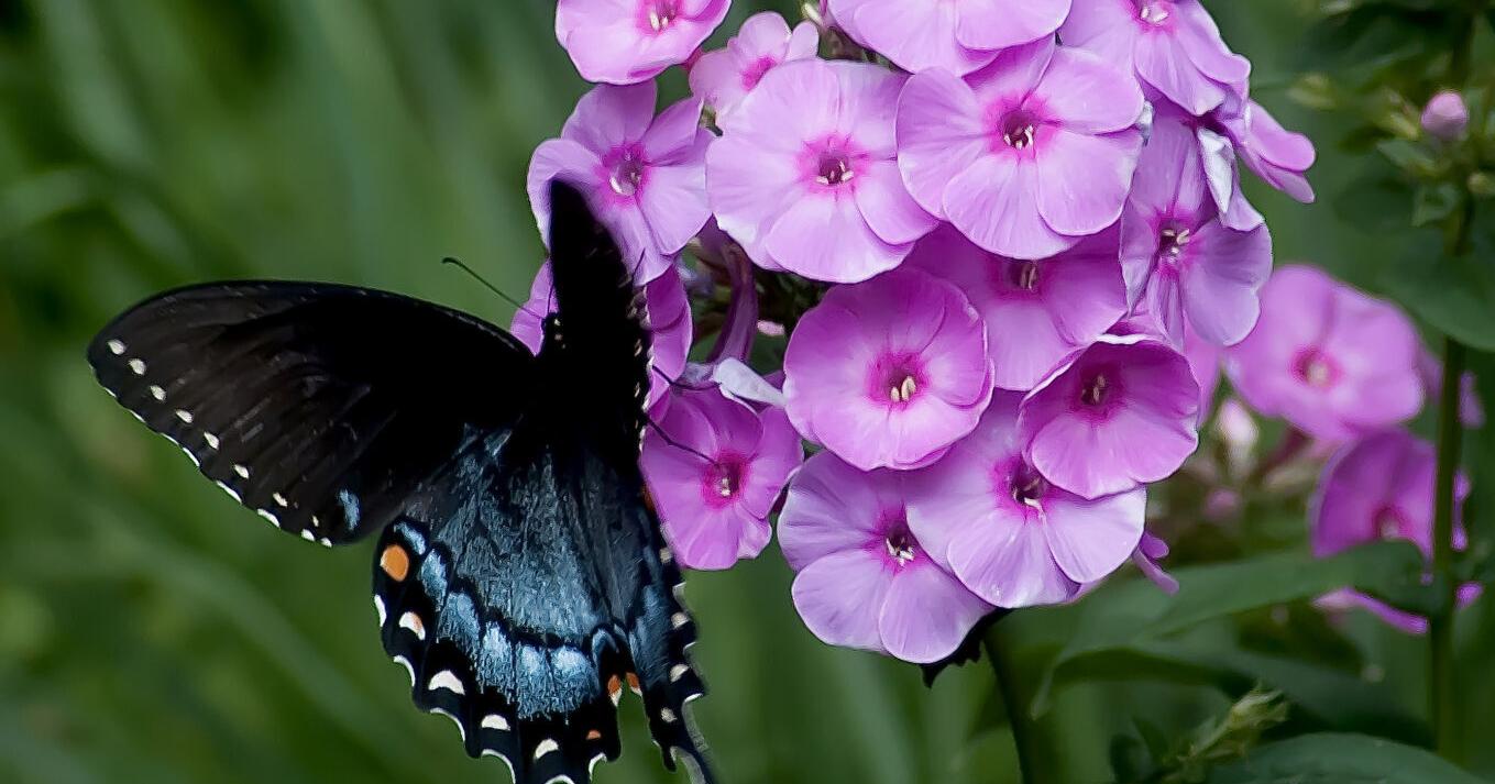 On Gardening: Luminary tall garden phlox brings in bees, birds and butterflies - Vimarsana News