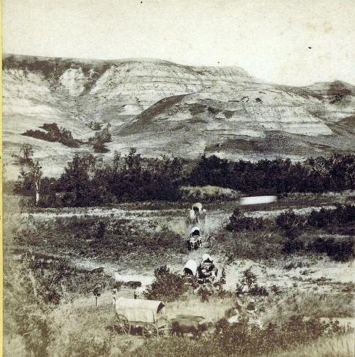 Ox-drawn Covered Wagons