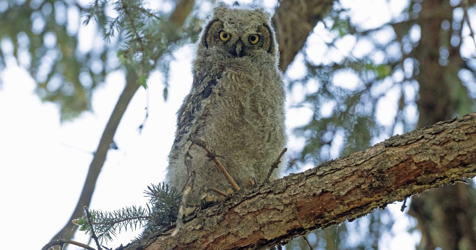 "Raptor Day at the Mansion" is June 9 - Vimarsana News