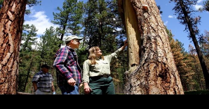Amateur Naturalist: Ponderosa Pine Tree Bark