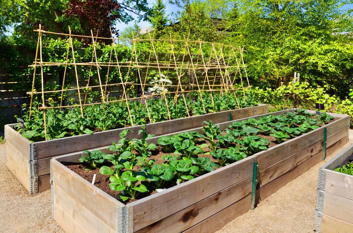 Raised garden beds